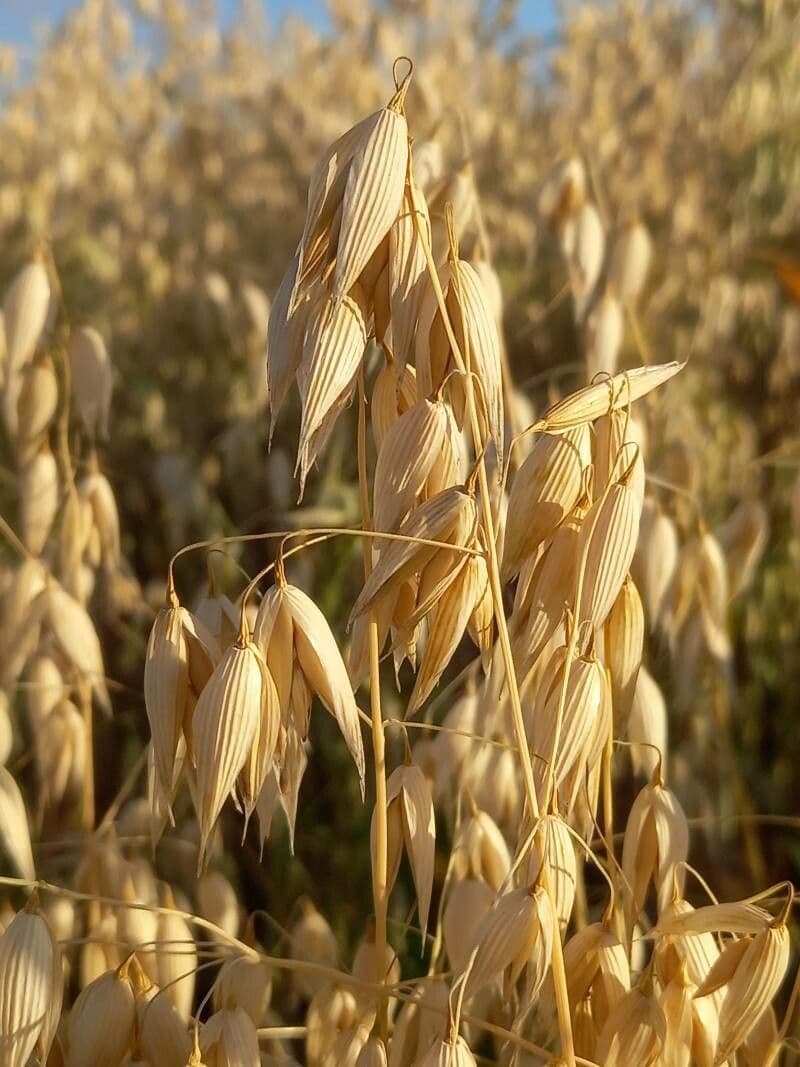 Avena 4