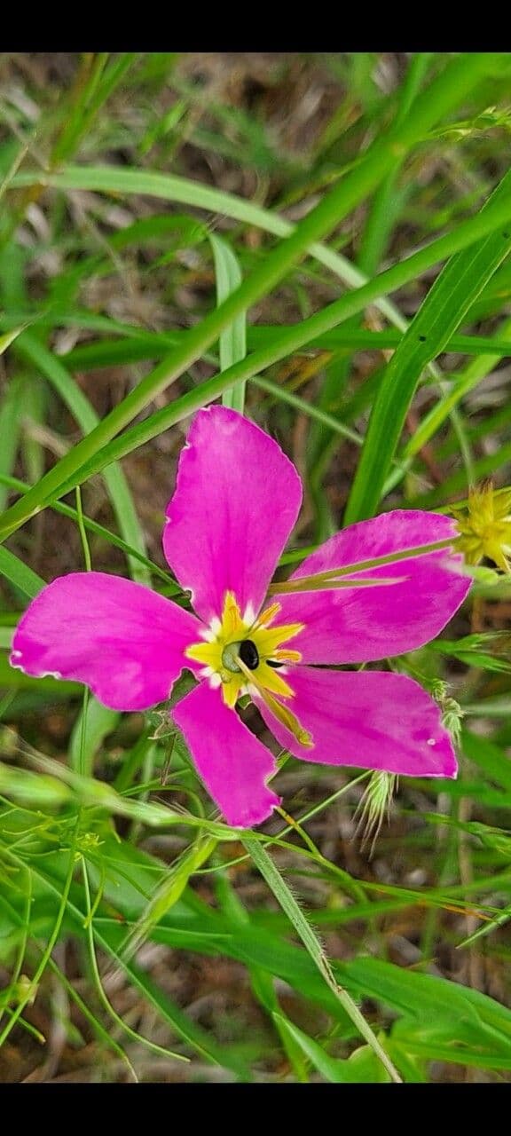 Sabatia 3