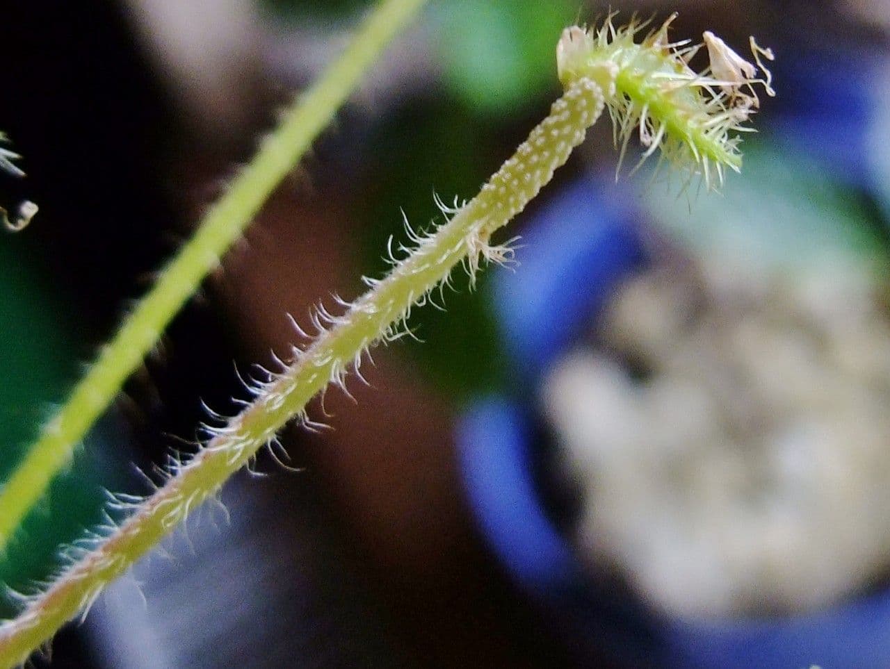 Mimosa pudica 24