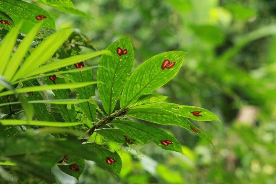Columnea 12