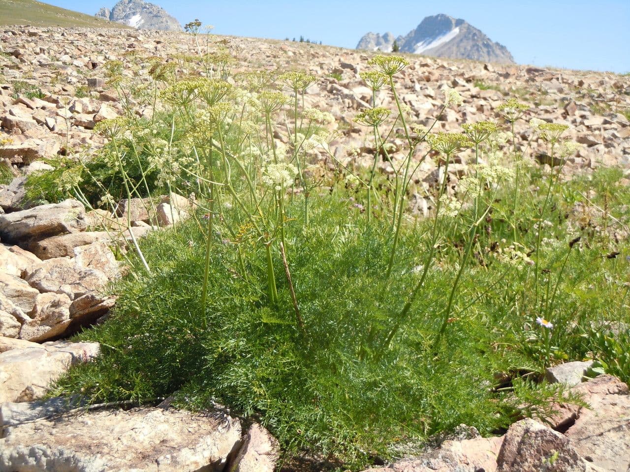 Ligusticum 8