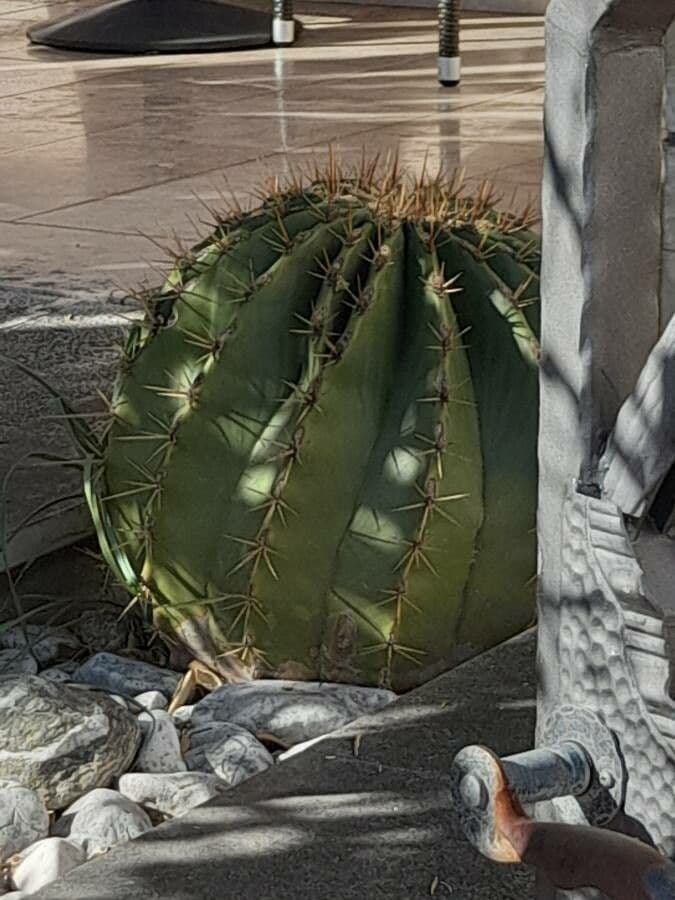 Cactus 18