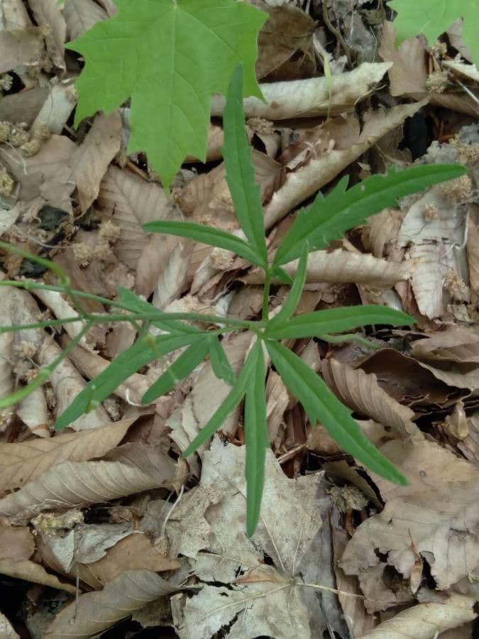 Dentaria concatenata 7