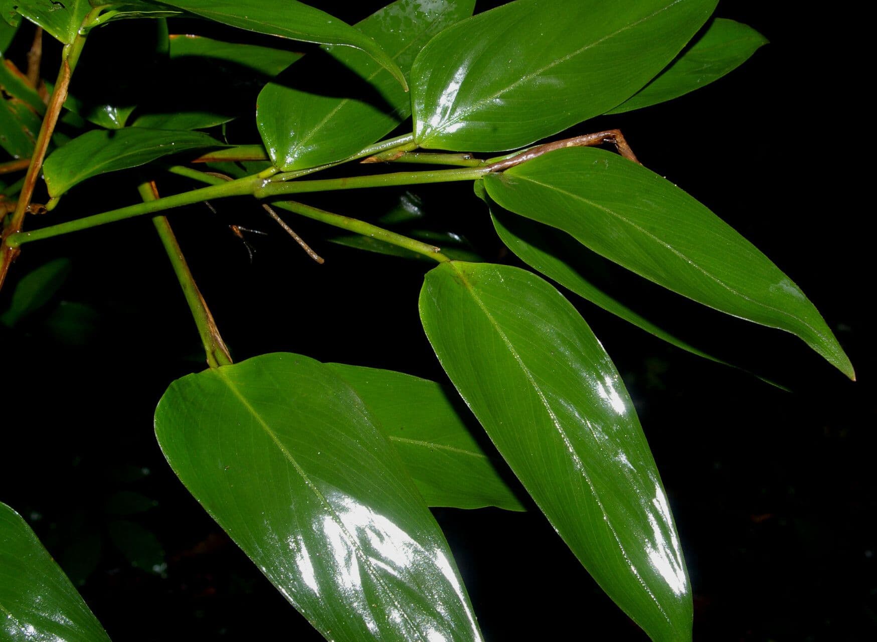Stromanthe tonckat 6