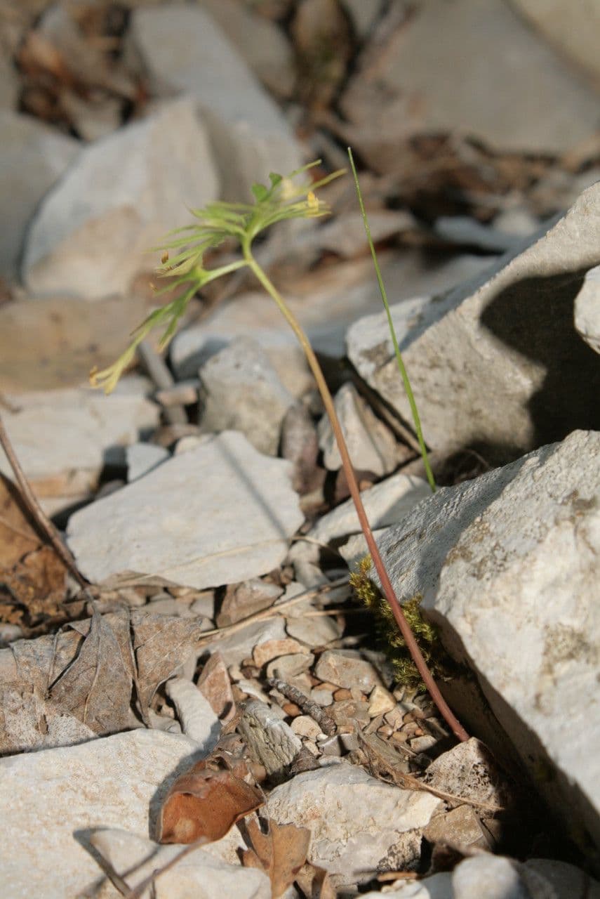Molopospermum 13