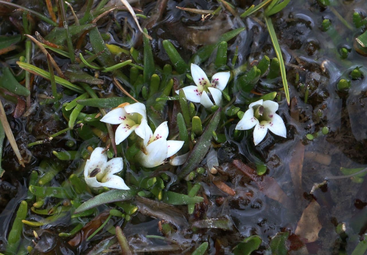 Lysipomia