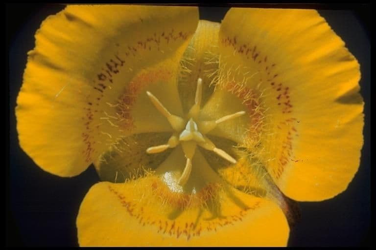 Calochortus luteus 14