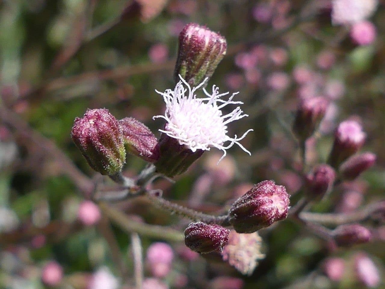 Ayapana triplinervis