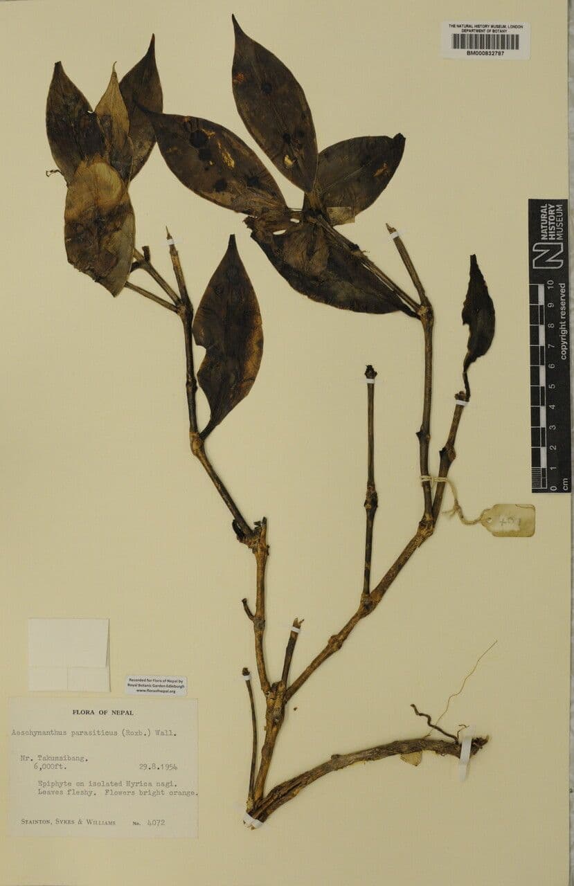 Aeschynanthus