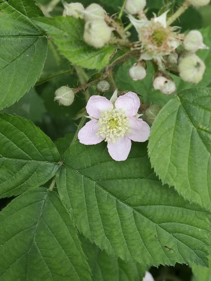 Bereifte Brombeere 6