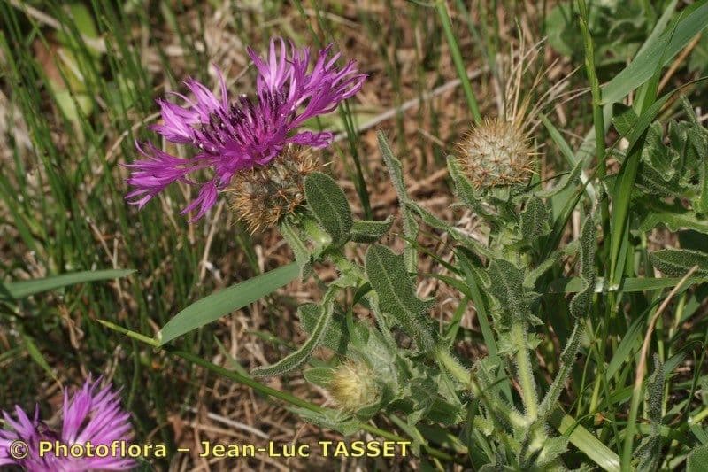 Centaurea 14