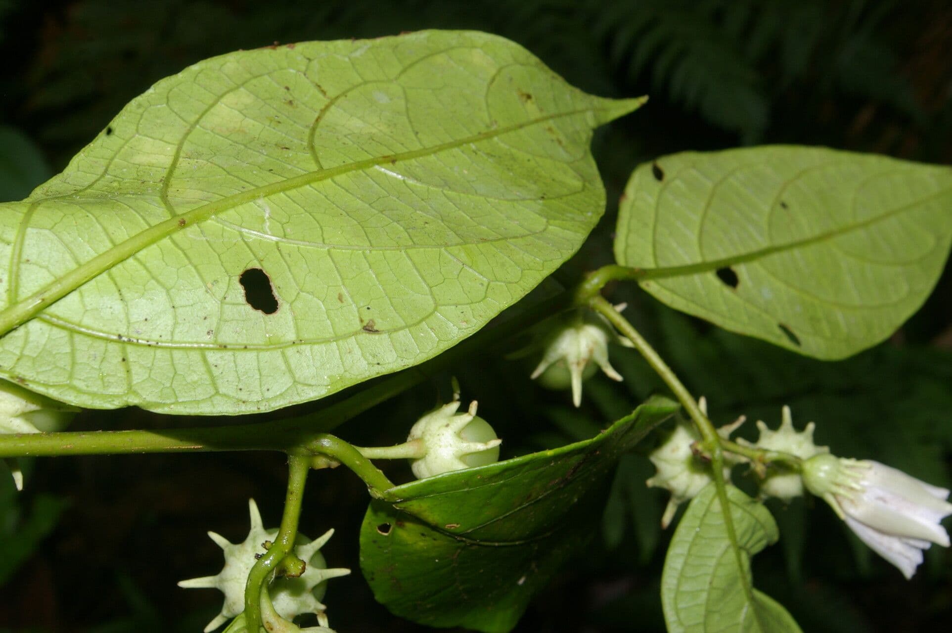 Lycianthes pauciflora 4