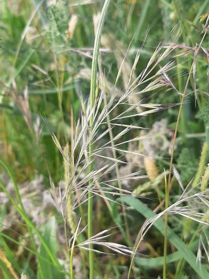 Festuca ligure