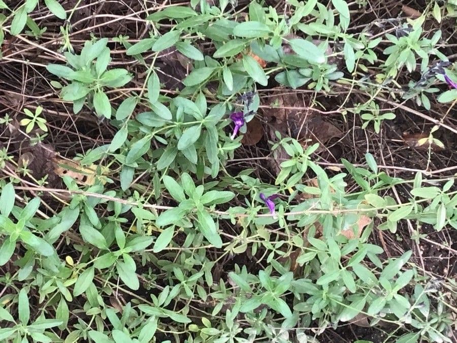 Salvia 13