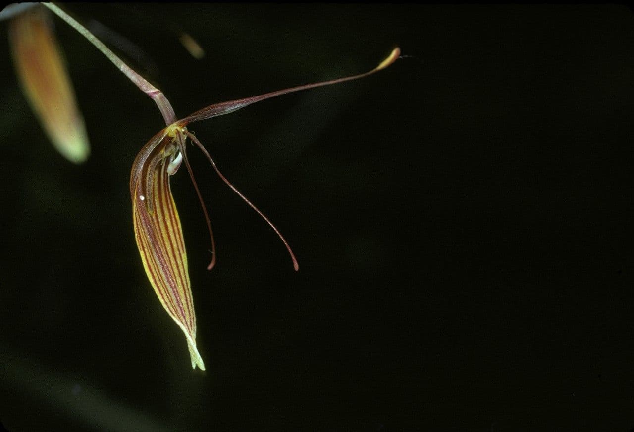 Restrepia 2