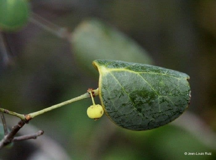 Phyllanthus
