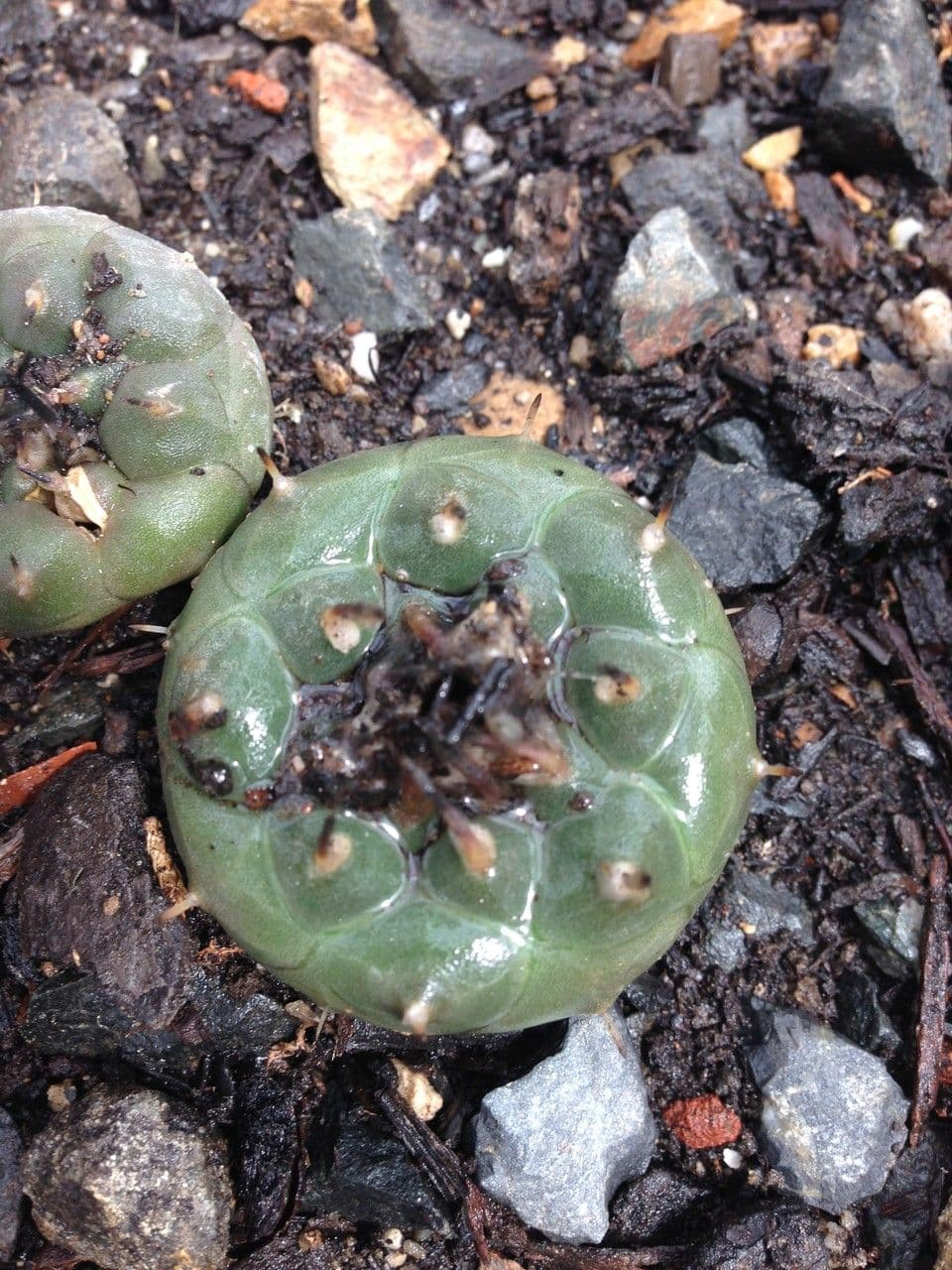 Turbinicarpus 12