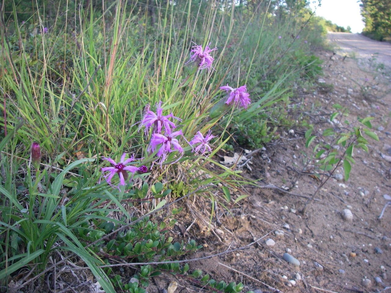 Liatris cilindrica 7