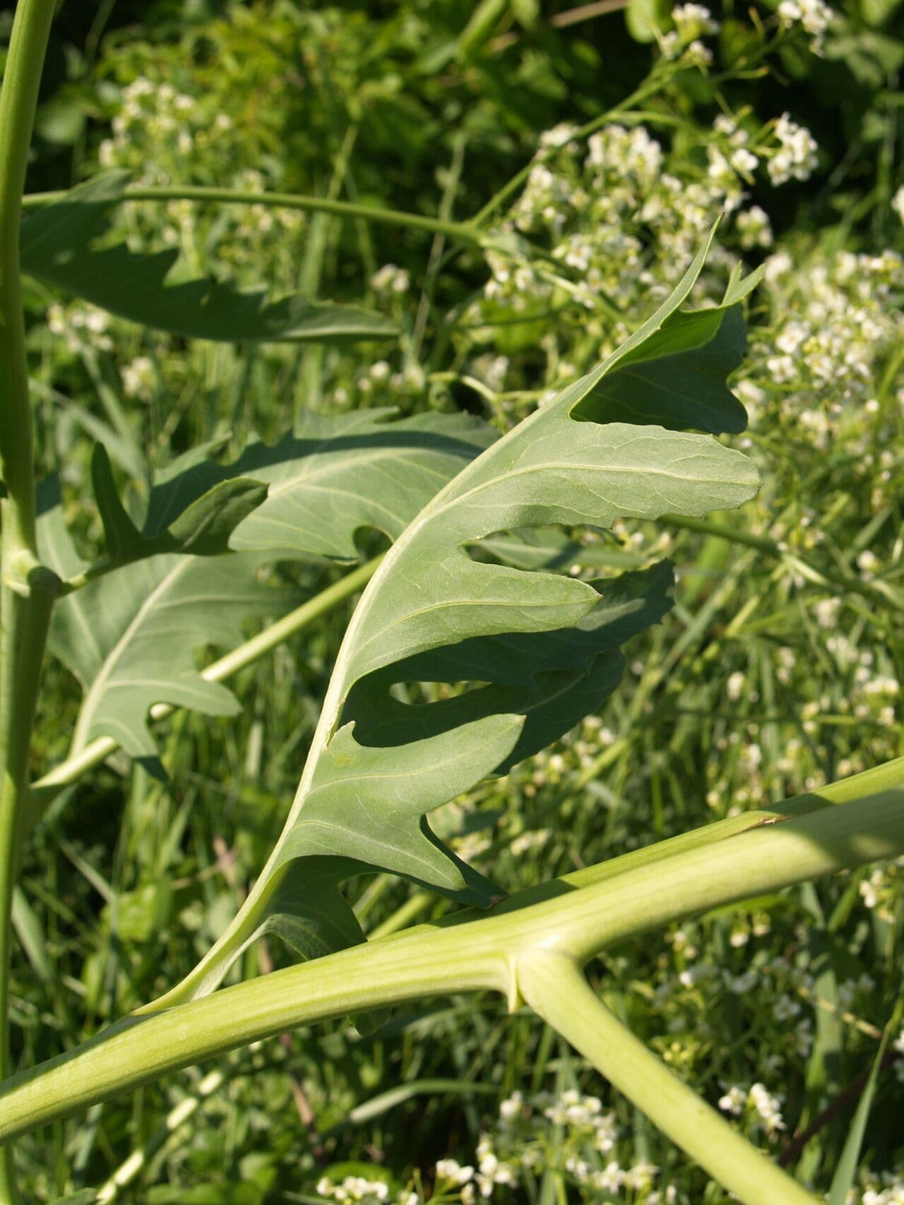 Crambe 8