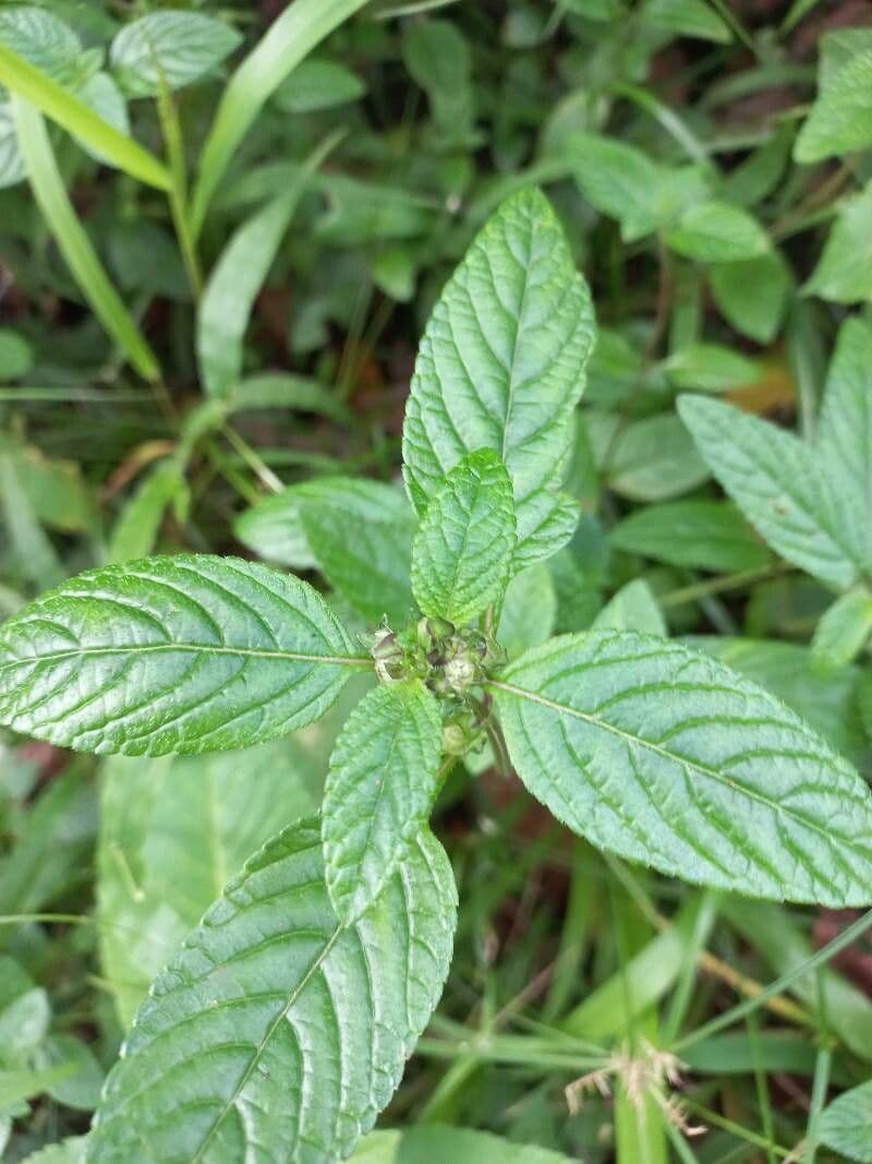 Hyptis 13
