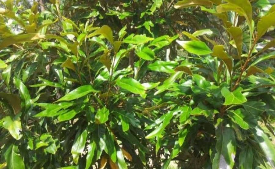 Athertonia