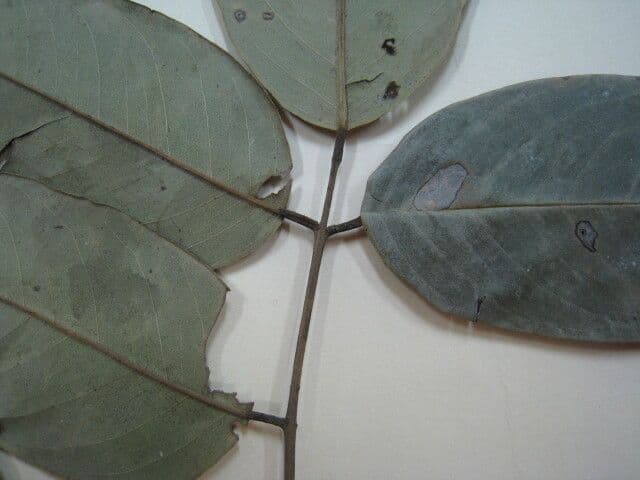 Swartzia di Bentham 2