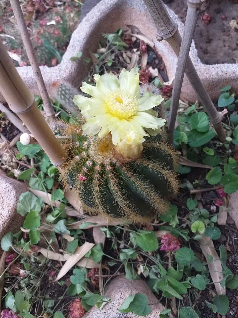 Parodia 4