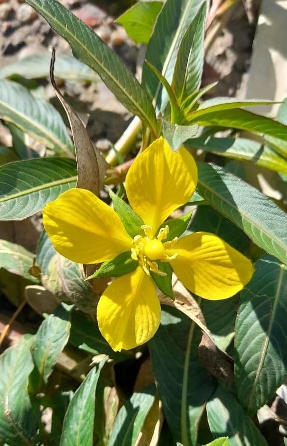 Ludwigia elegans