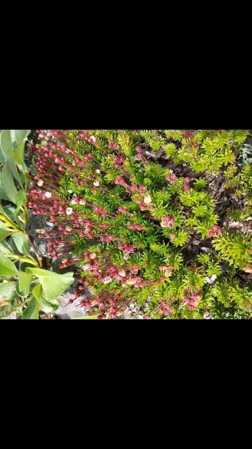 Phyllodoce rosata 12