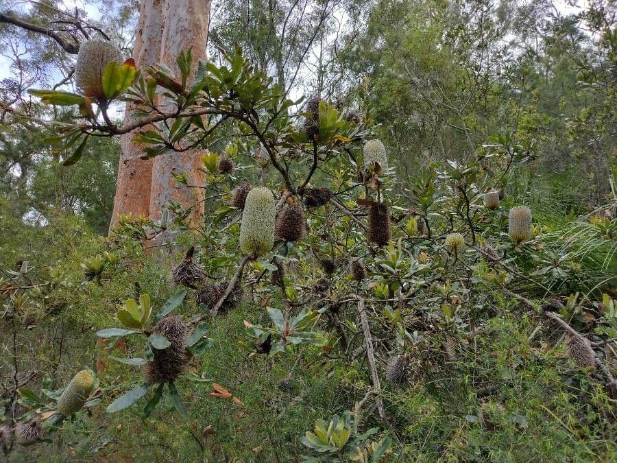 Banksia 12