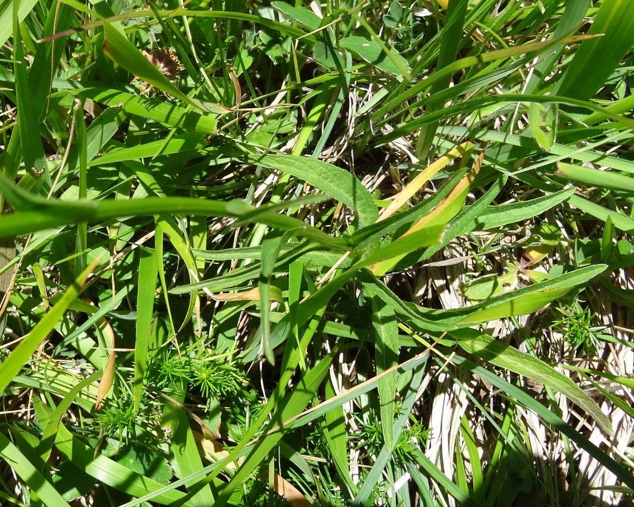 Raponchigo 19
