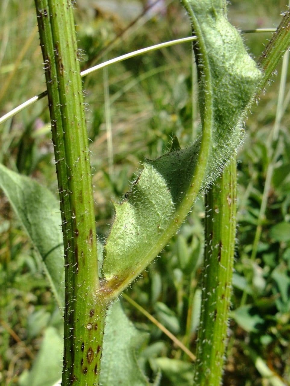 Costolina macchiata 23