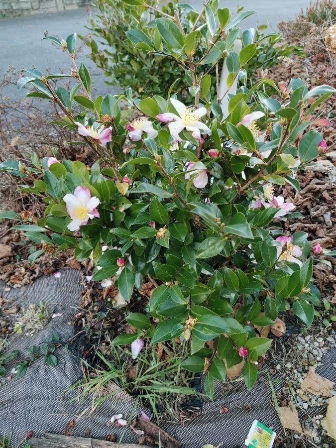 Camelia sasanqua 11