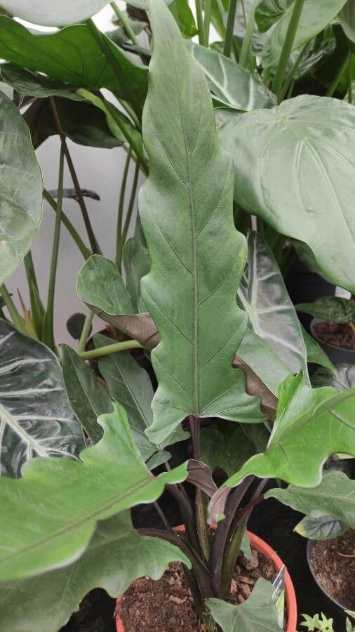 Monstera Lauterbacha 2