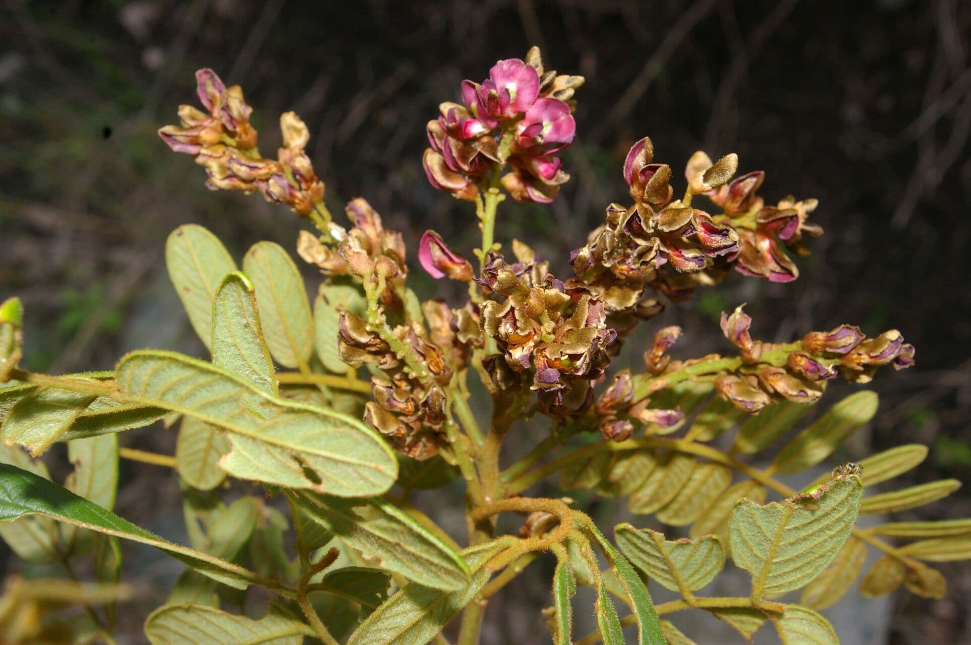 Lonchocarpus 13