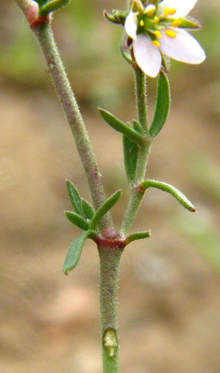 Rhodalsine 14