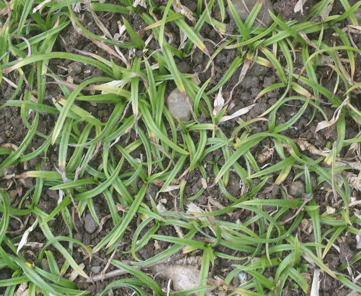 Hypoxis 8