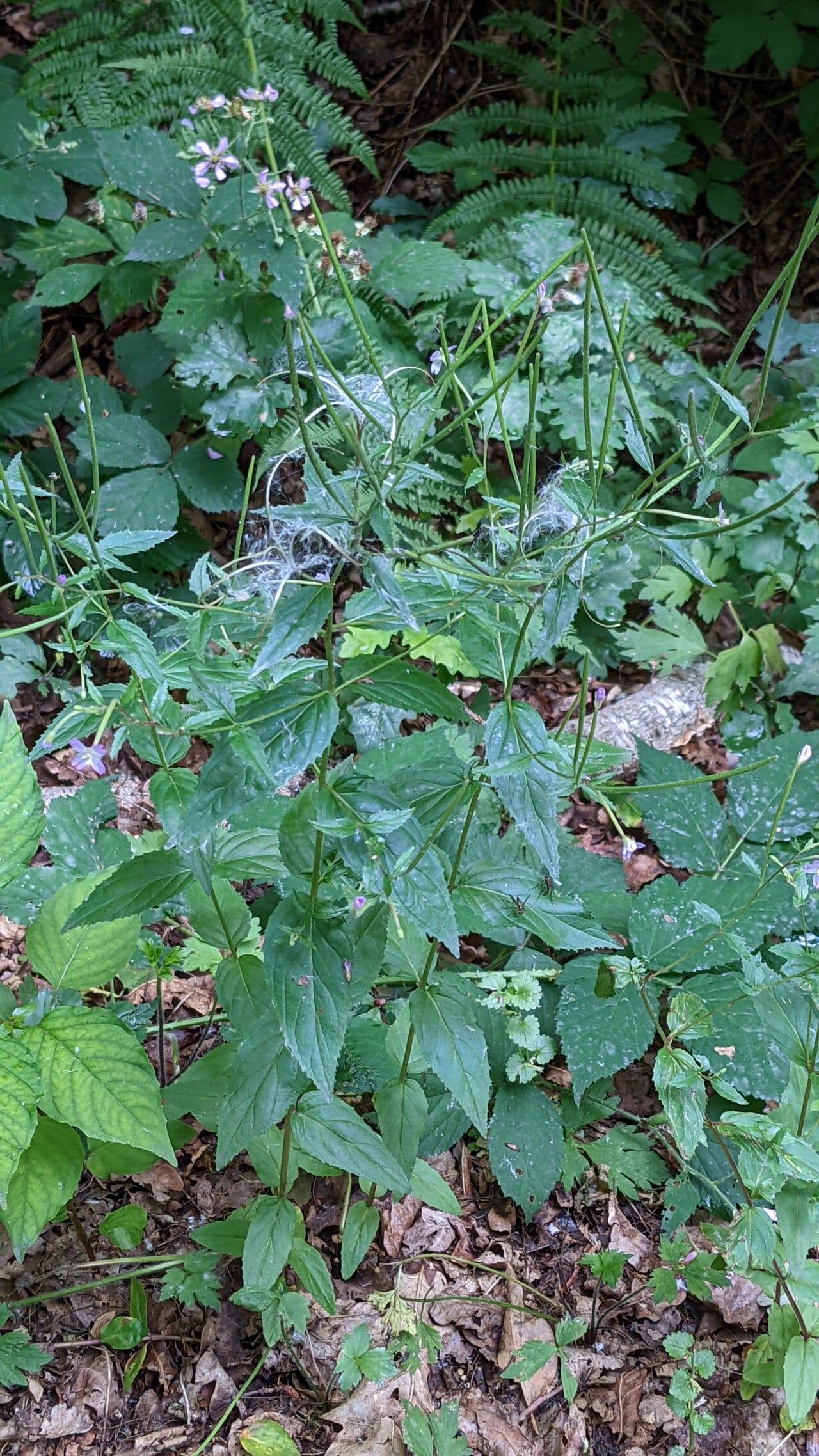 Berg-Weidenröschen 14