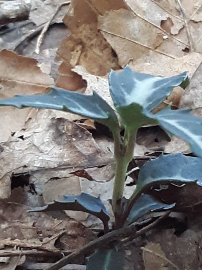 Chimaphila macchiata 26