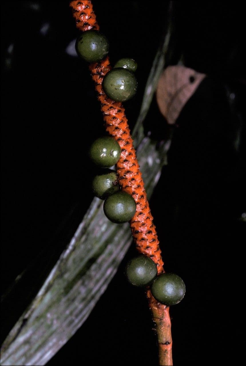 Geonoma