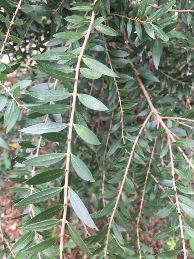 Myrciaria delicata 8
