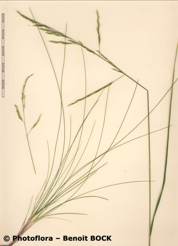 Festuca de hoja variable 21
