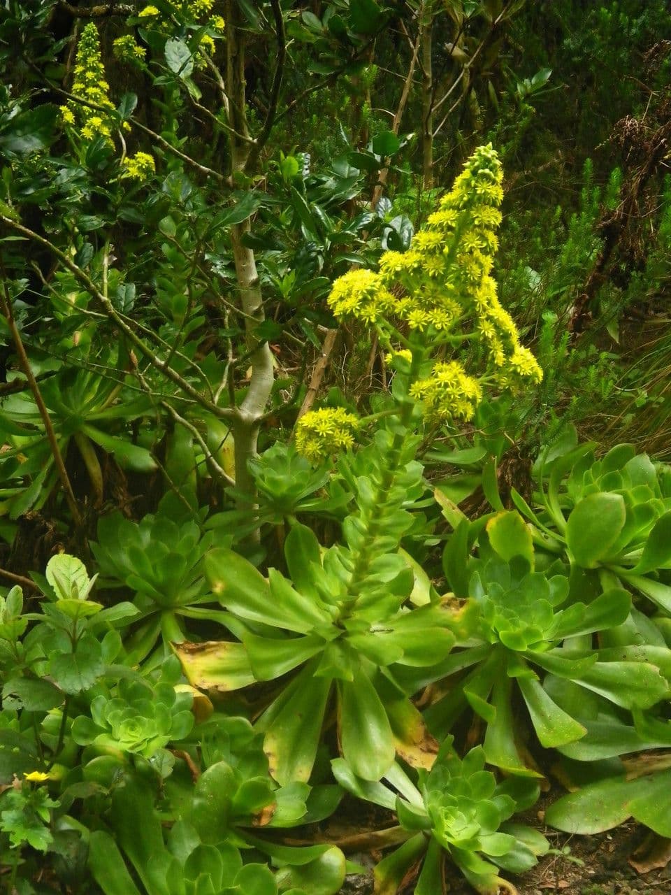 Aeonium 7