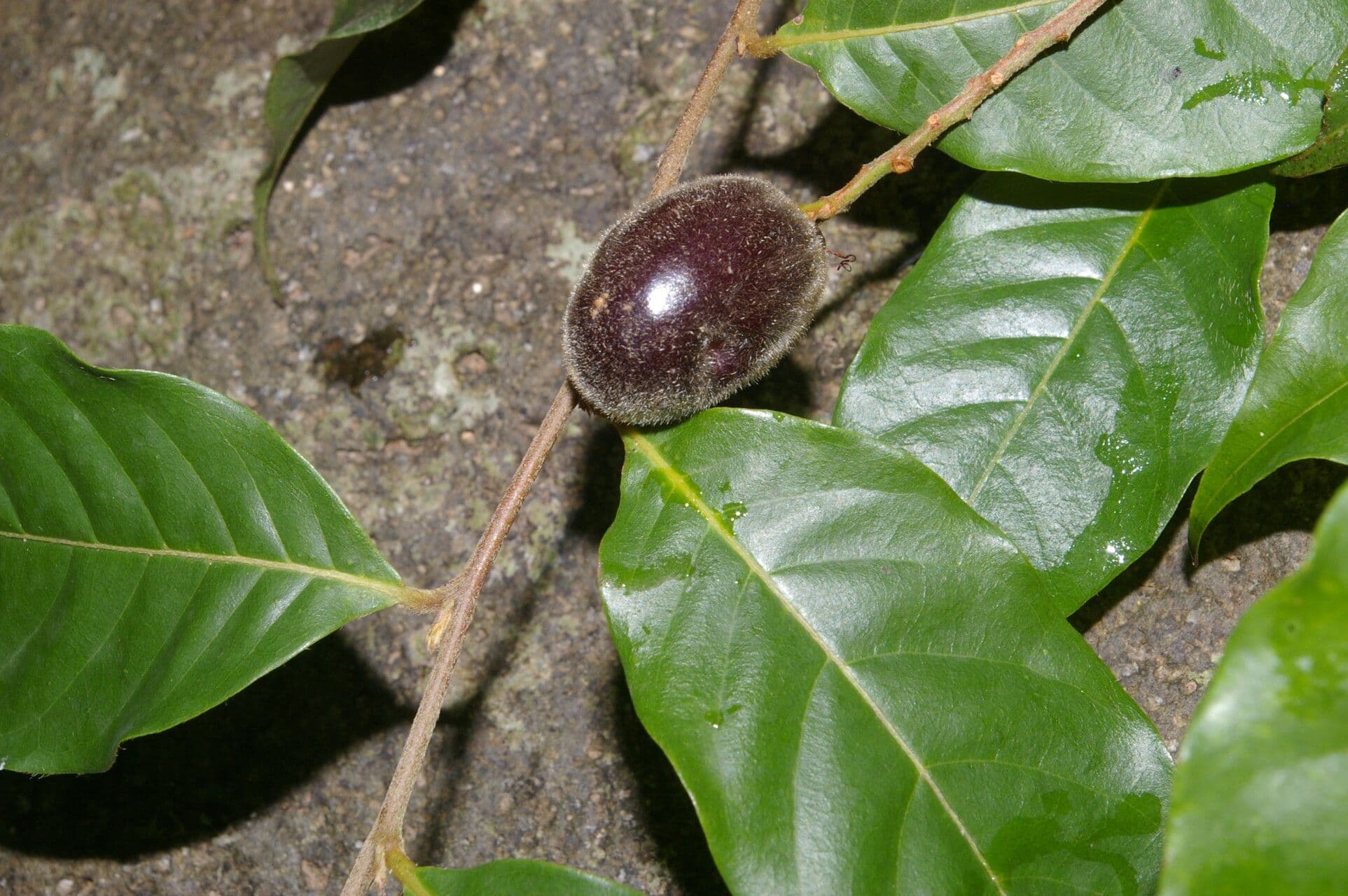 Hirtella triandra 2