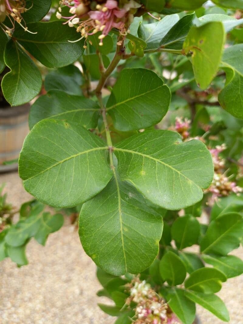 Schotia 4