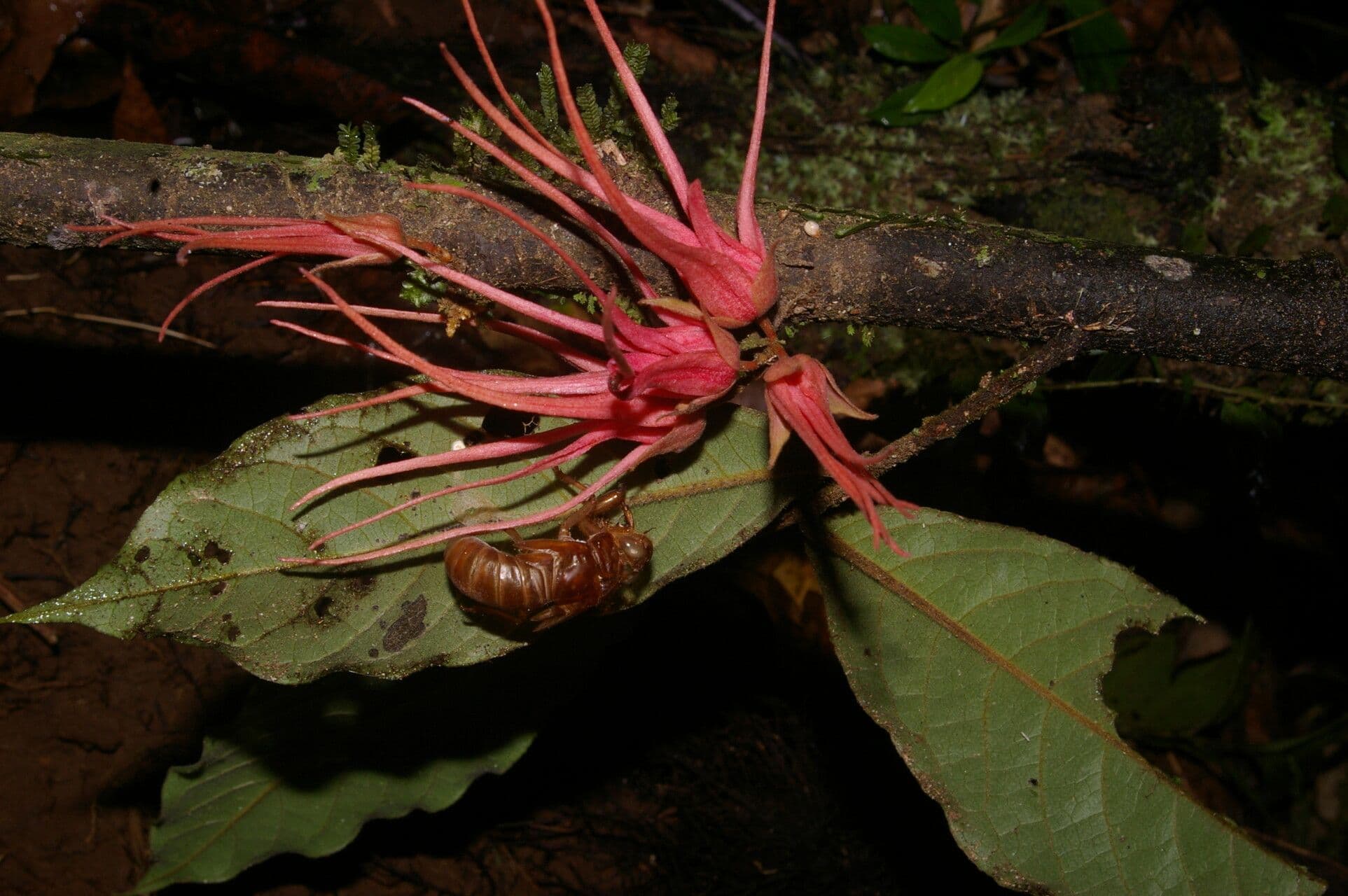 Stenanona 6