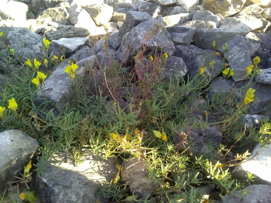 Linaria supina 15