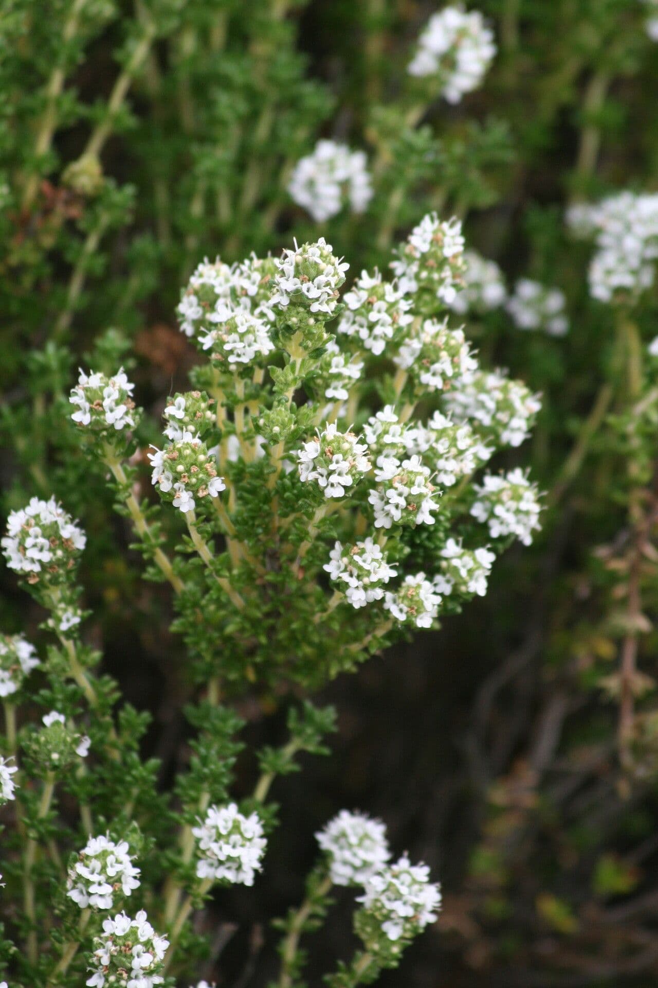 Thymus carnosus 2