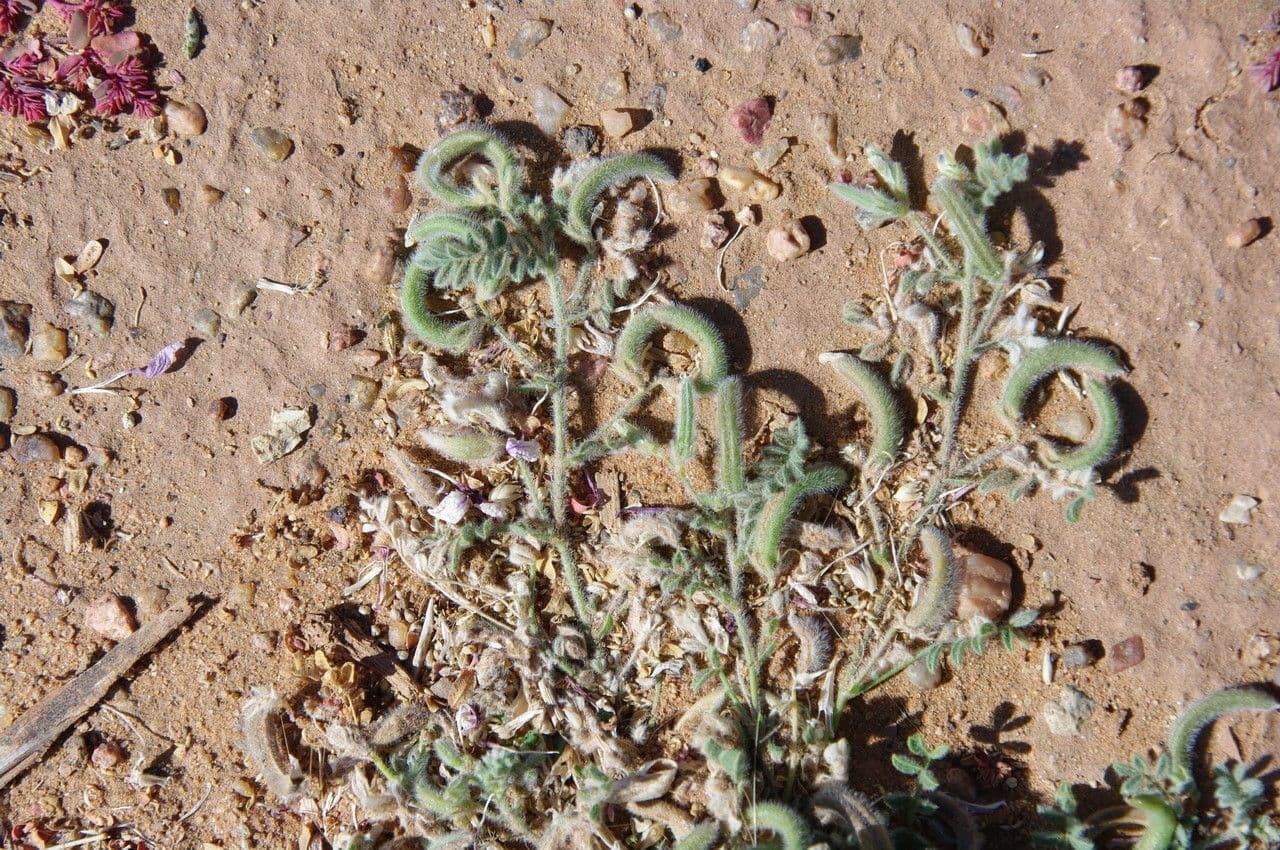 Astragalo