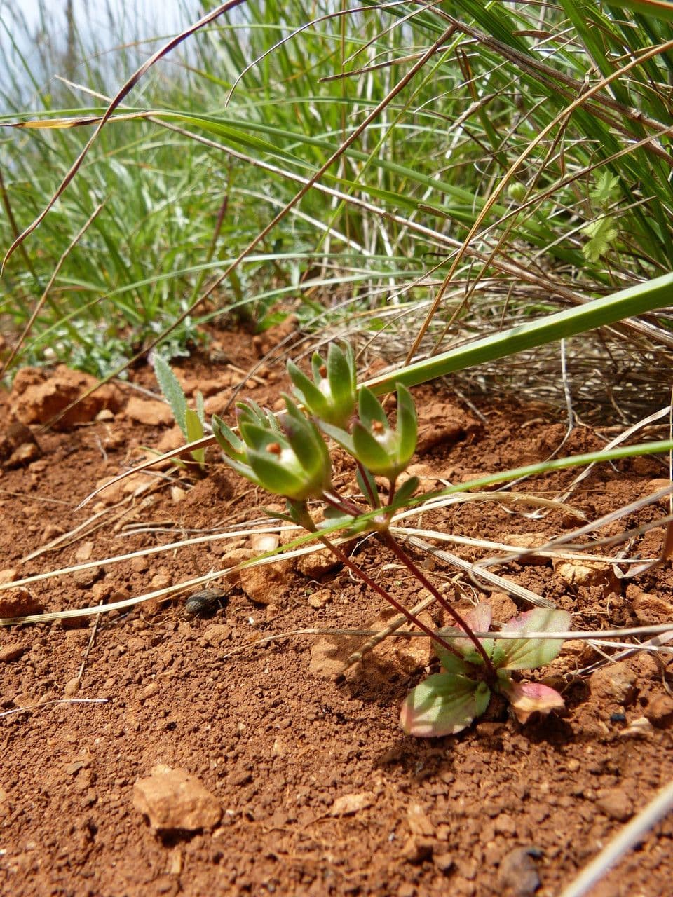 Androsace maxima 12